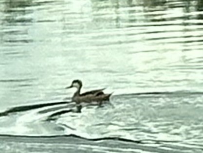 White-cheeked Pintail - ML616086482
