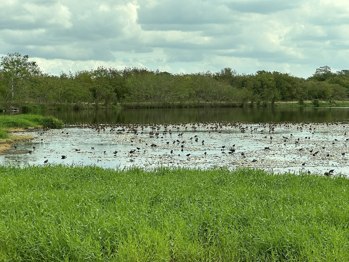 White-cheeked Pintail - ML616086483
