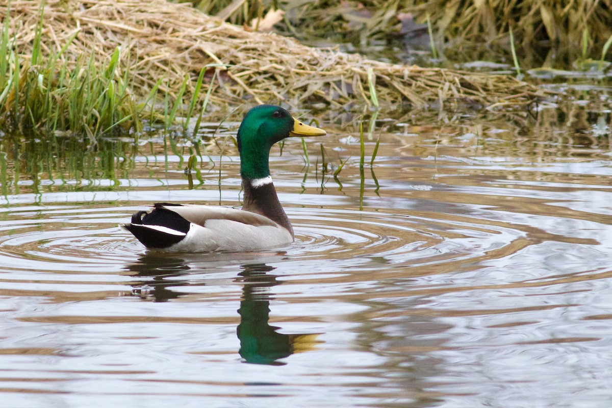 Canard colvert - ML616086518