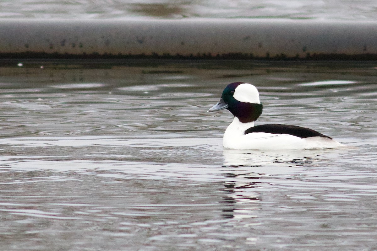 Bufflehead - ML616086520