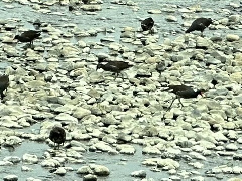 Gallinule d'Amérique - ML616086543