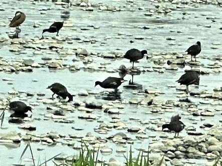 Common Gallinule - ML616086544