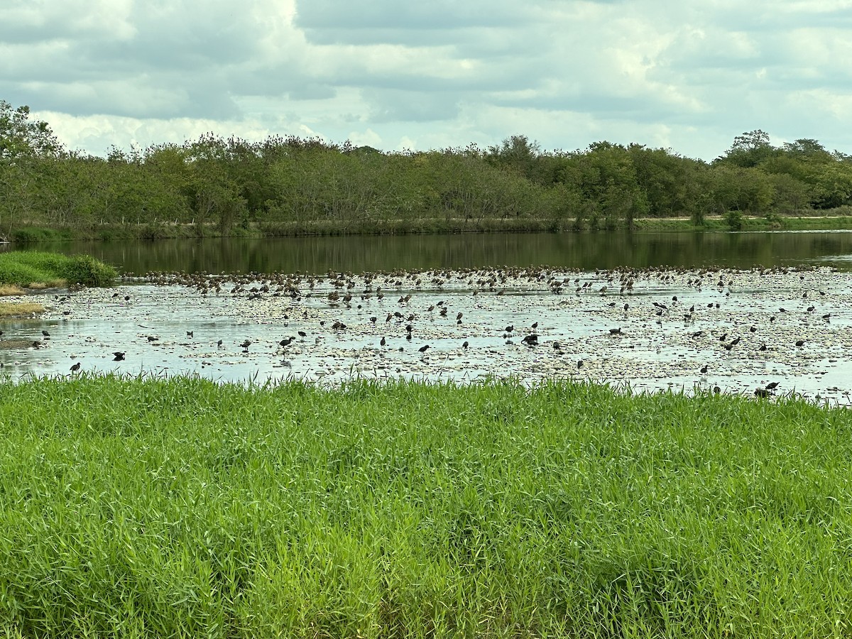 Gallinule d'Amérique - ML616086546