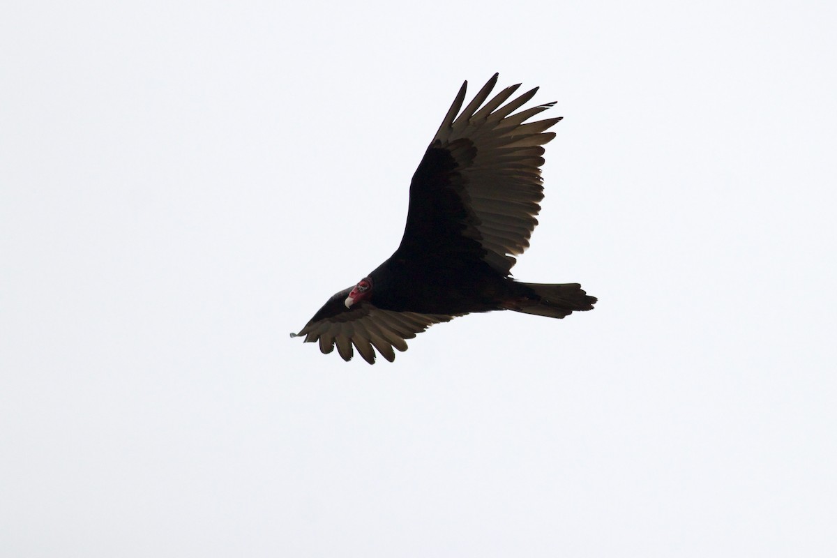 Turkey Vulture - ML616086549