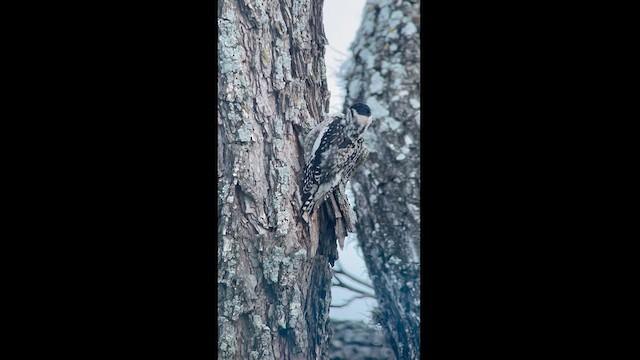 Yellow-bellied Sapsucker - ML616086570