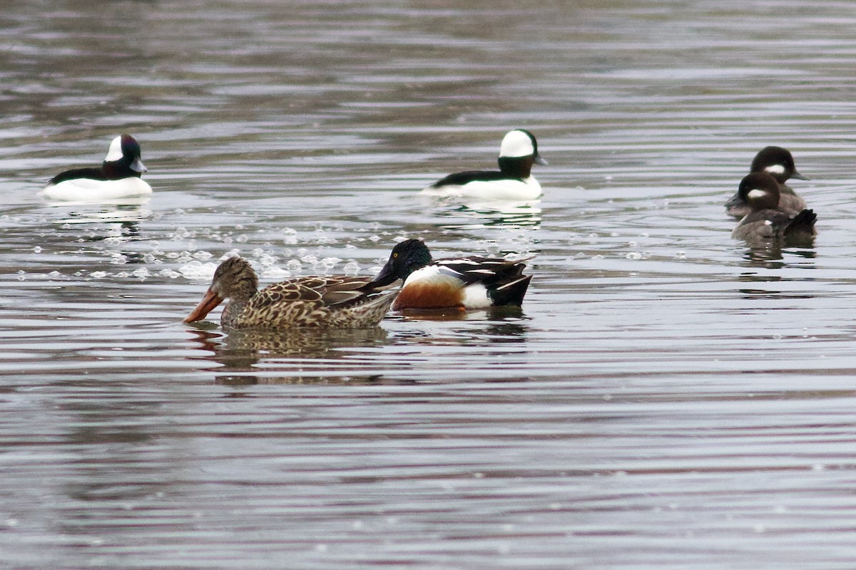 Canard souchet - ML616086573