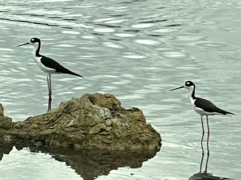 Cigüeñuela Cuellinegra - ML616086580