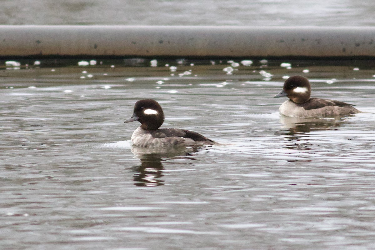 Bufflehead - George Forsyth