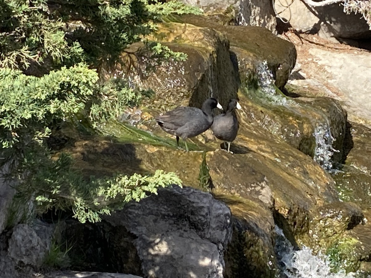 American Coot - ML616086592