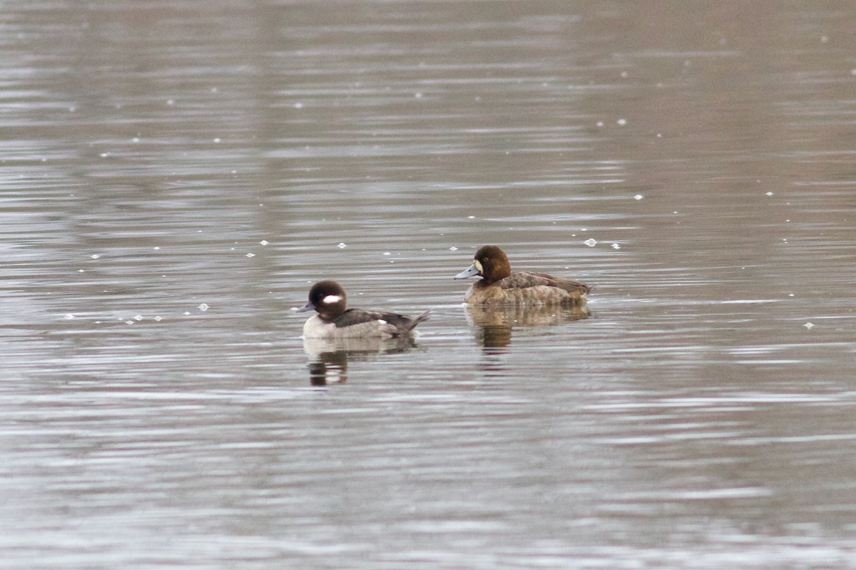 Greater Scaup - ML616086598