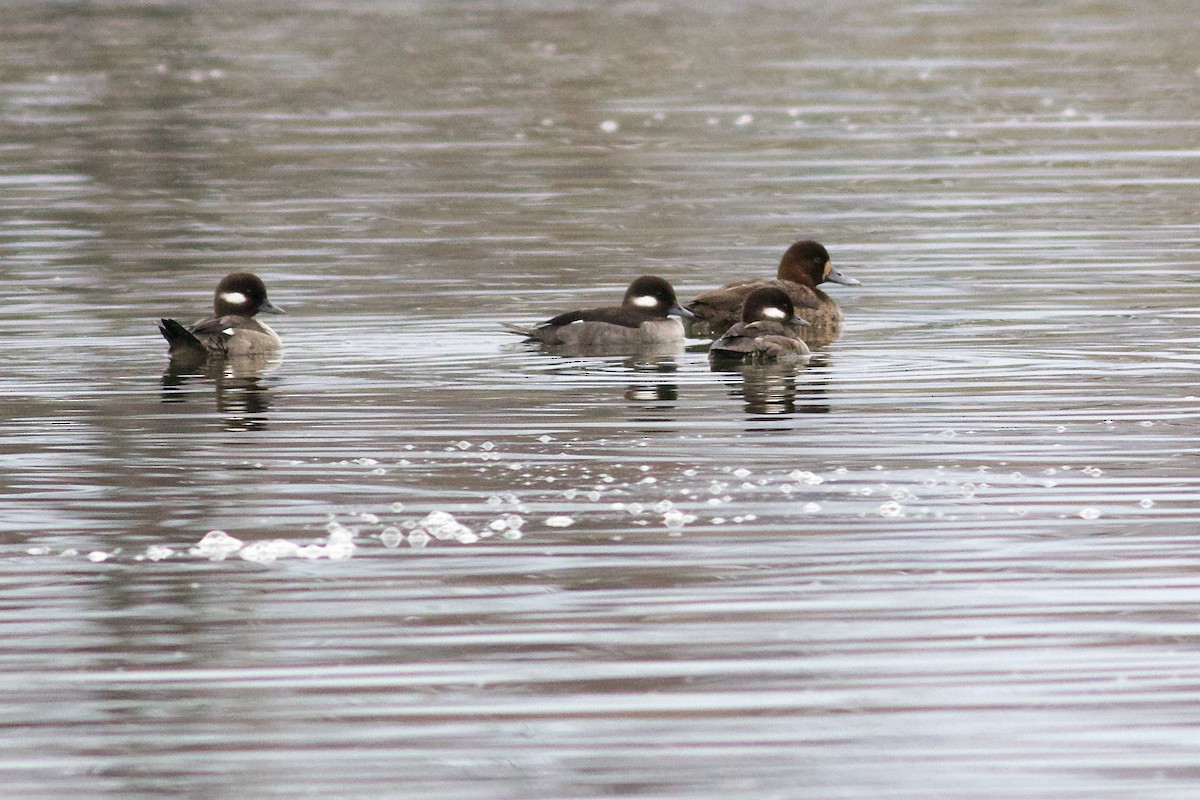 Greater Scaup - ML616086600