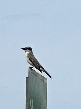 Gray Kingbird - Richard Cannings