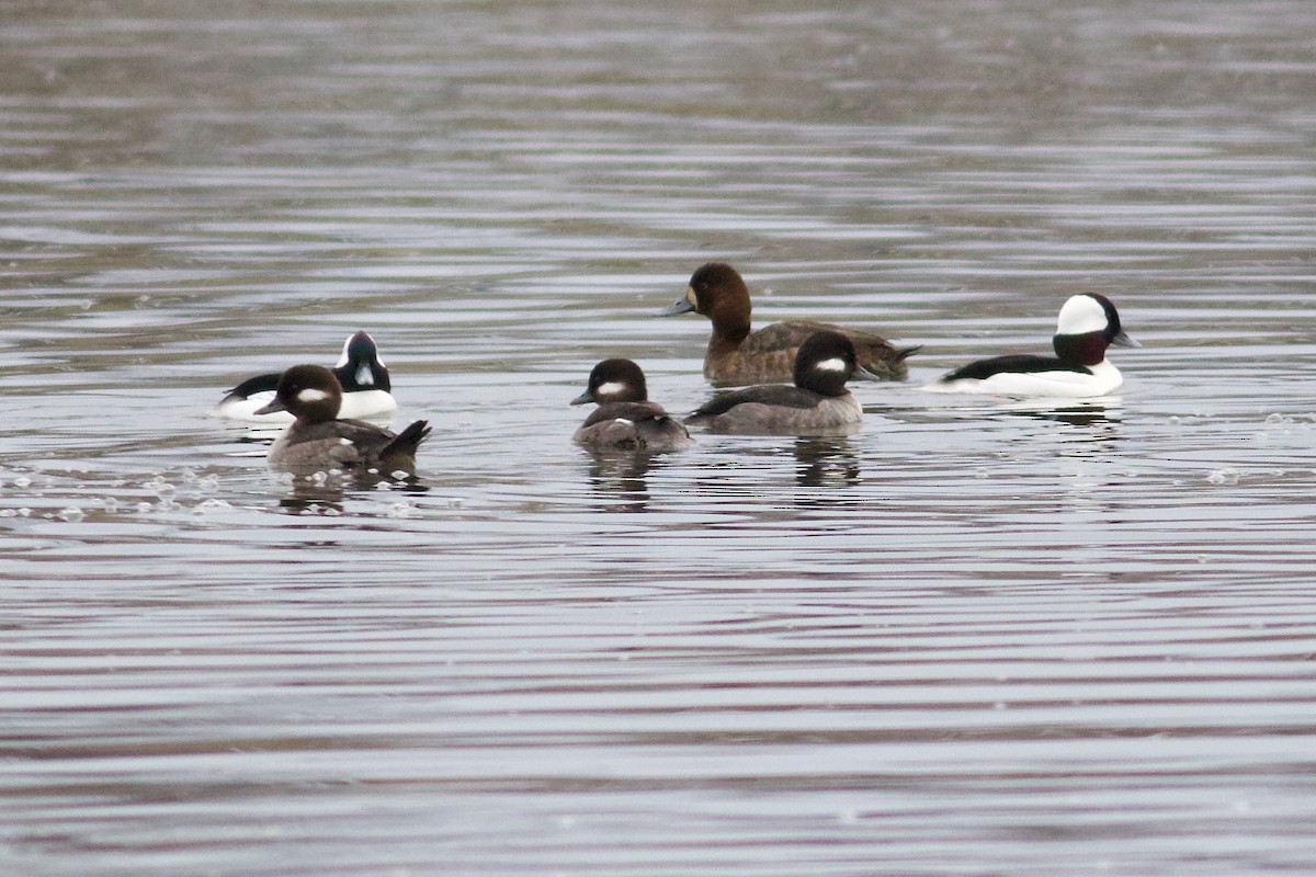 Greater Scaup - ML616086625