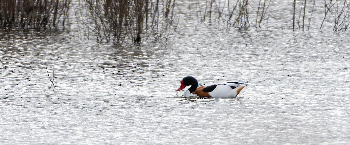 Common Shelduck - ML616086643