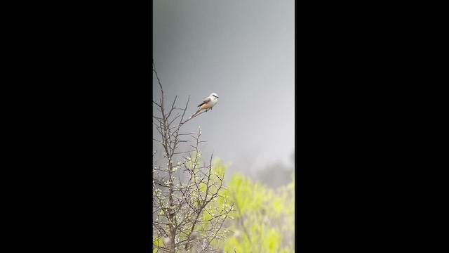 Scissor-tailed Flycatcher - ML616086704