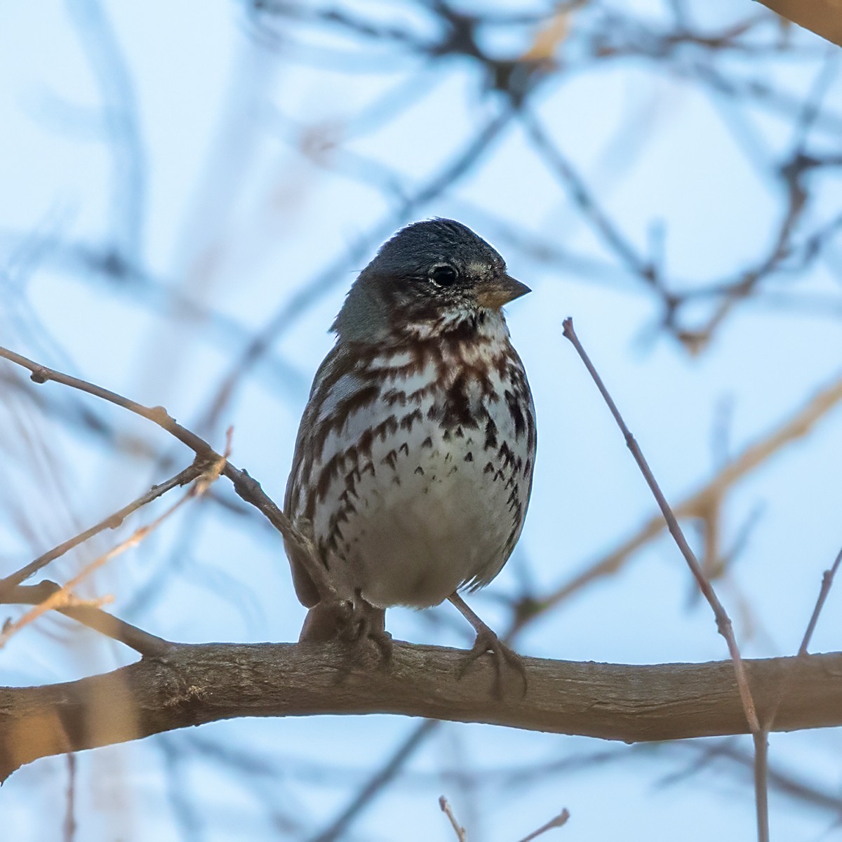 Fox Sparrow - ML616086720