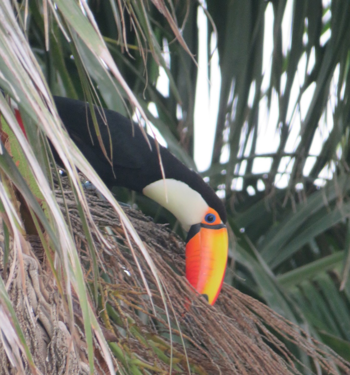 Toco Toucan - ML616086722