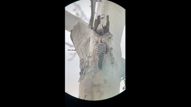 Ladder-backed Woodpecker - ML616086729