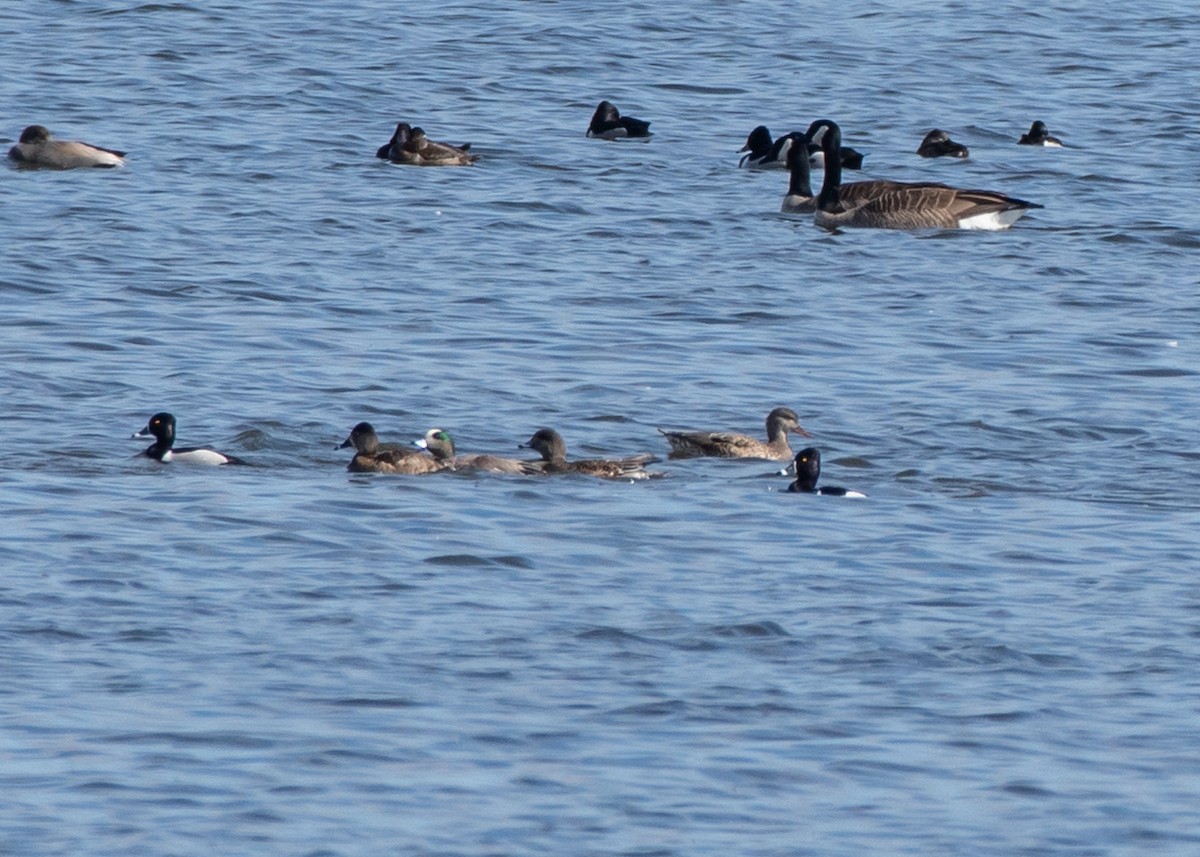 American Wigeon - ML616086781