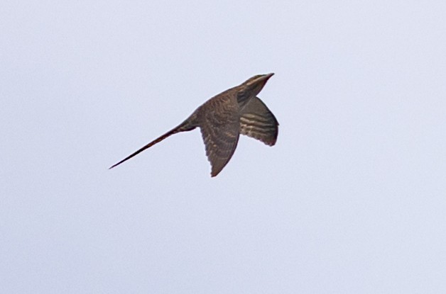 Long-tailed Koel - ML616086813