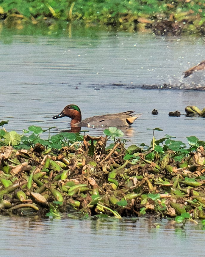 Green-winged Teal - ML616087006