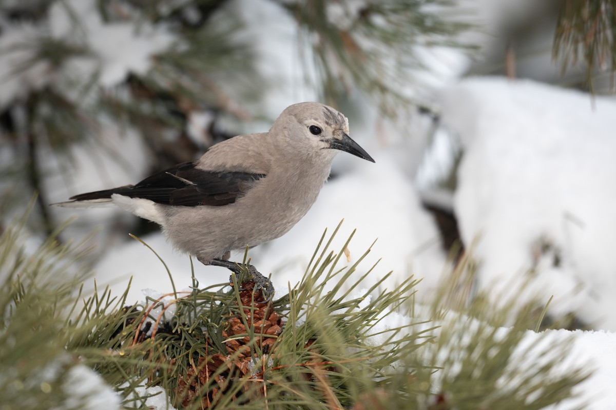 Clark's Nutcracker - ML616087038