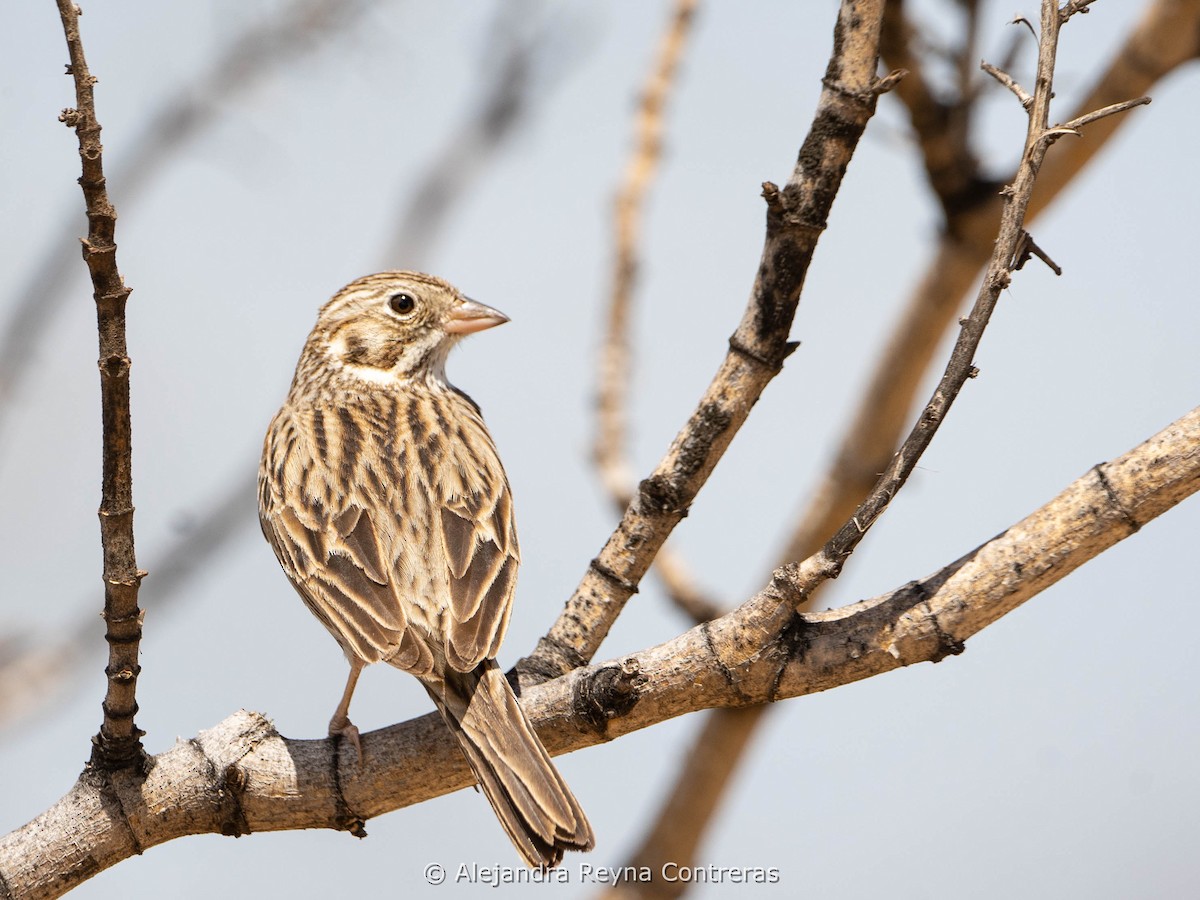 Vesper Sparrow - ML616087045