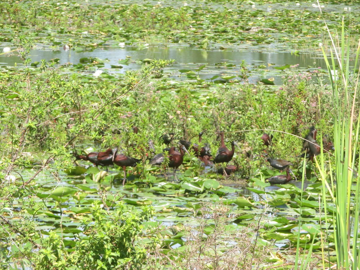 Glossy Ibis - ML616087055