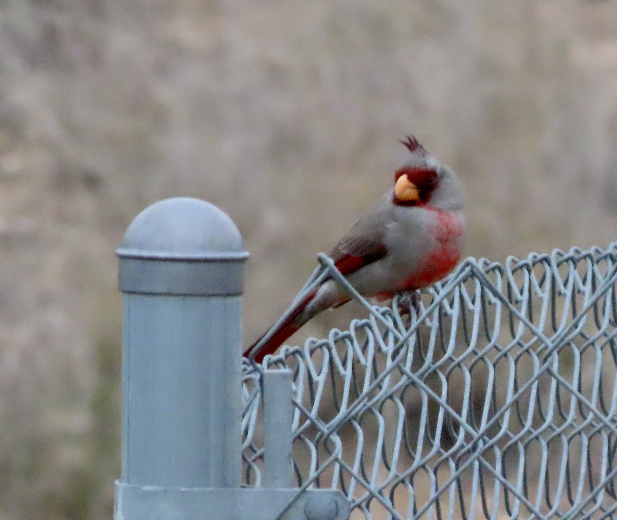 Pyrrhuloxia - ML616087108