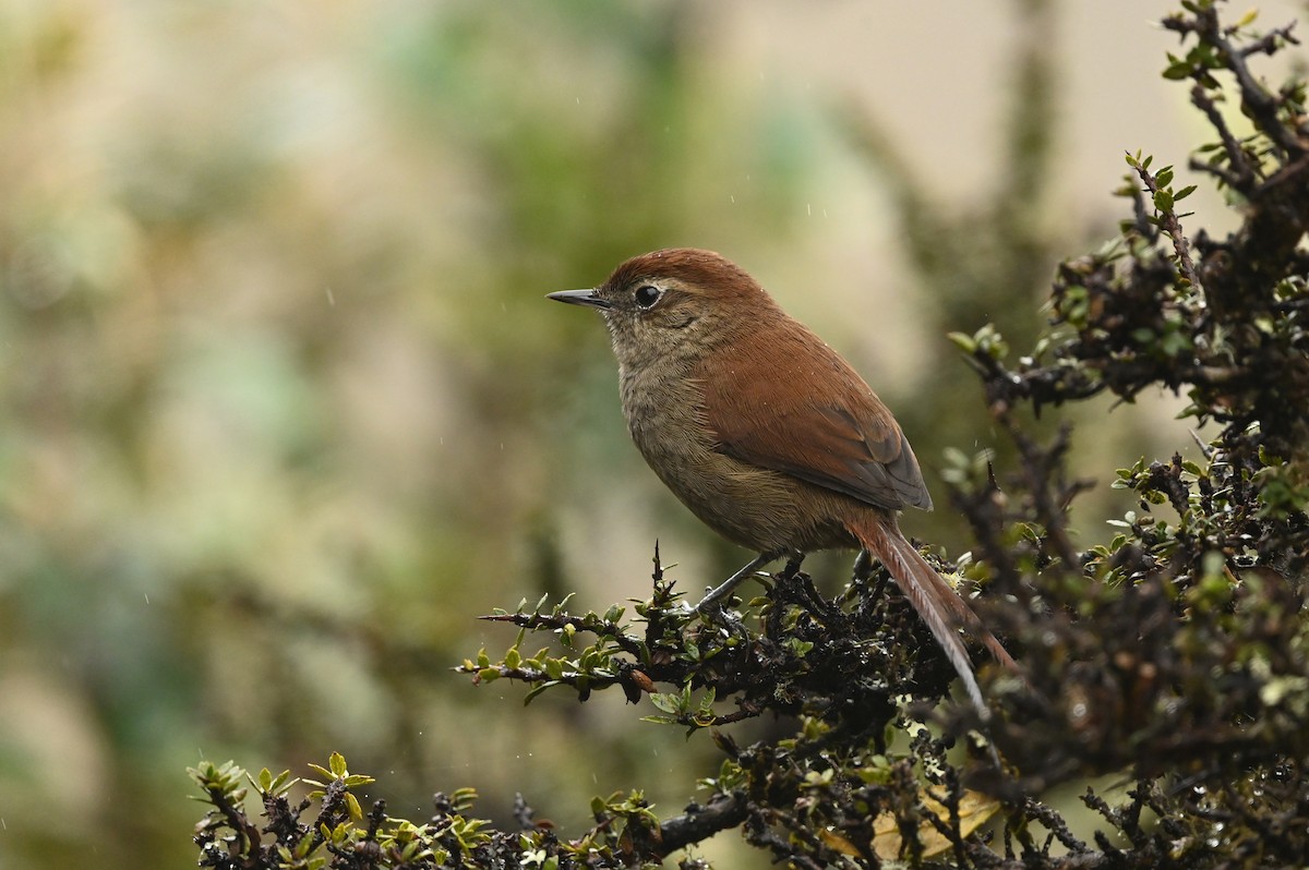 White-chinned Thistletail (fuliginosa) - ML616087123