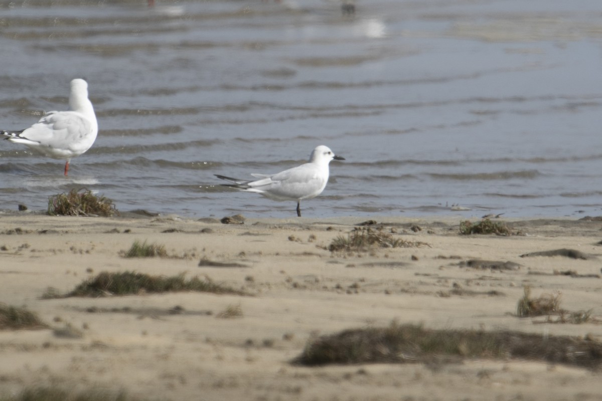 Gull-billed Tern - John Cantwell