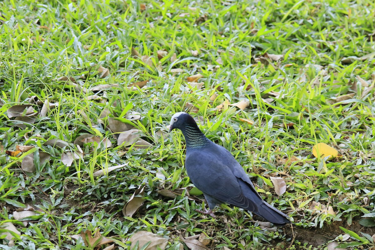 White-crowned Pigeon - ML616087153