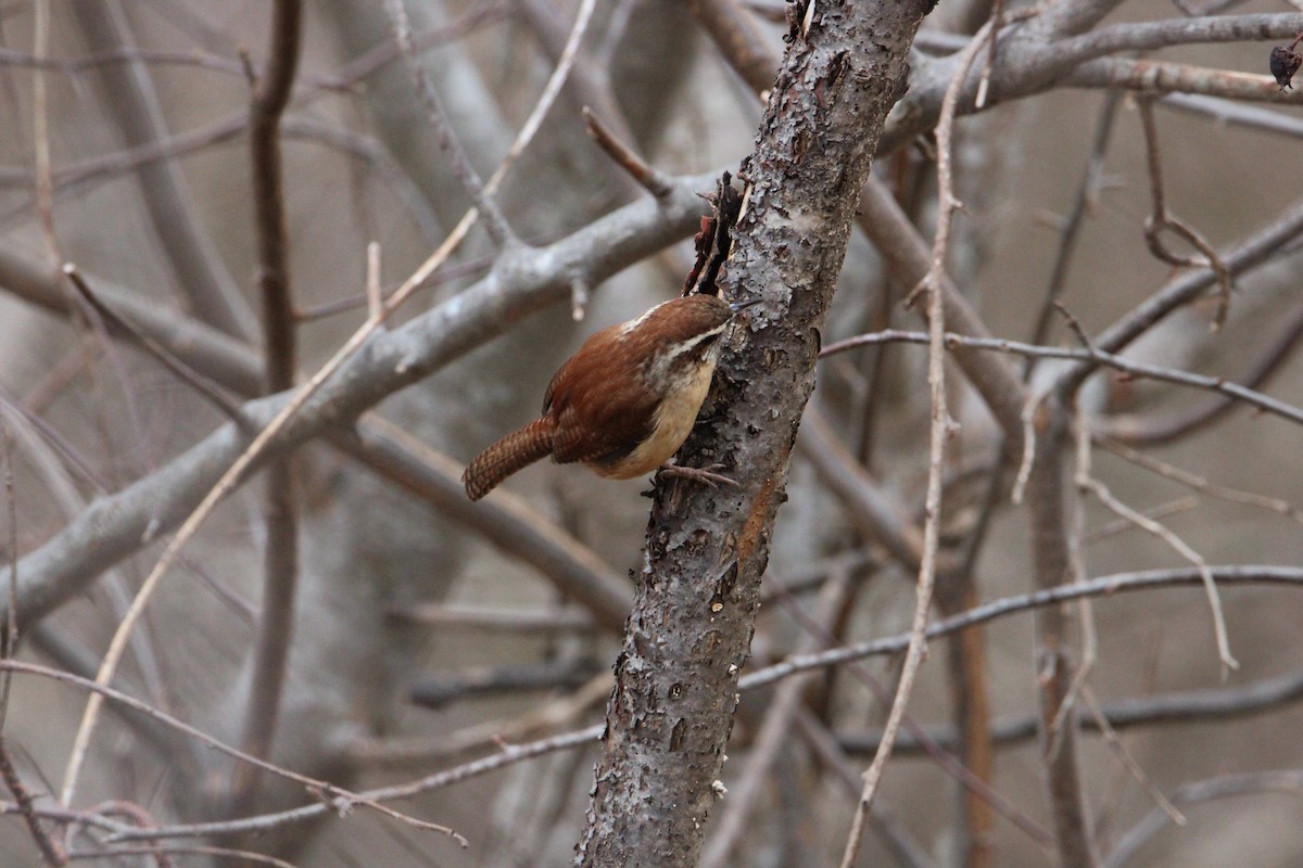 Carolina Wren - ML616087247