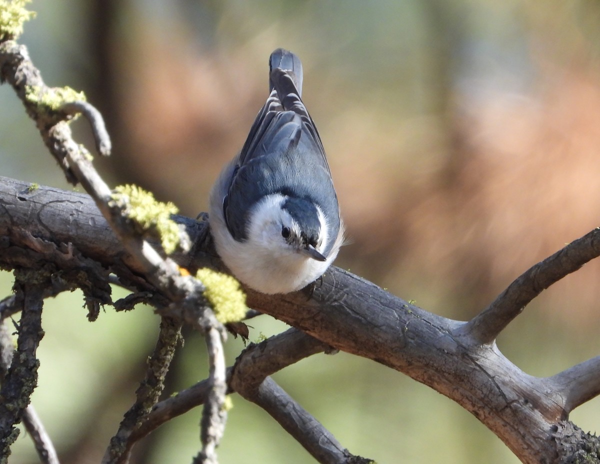 White-breasted Nuthatch - ML616087249