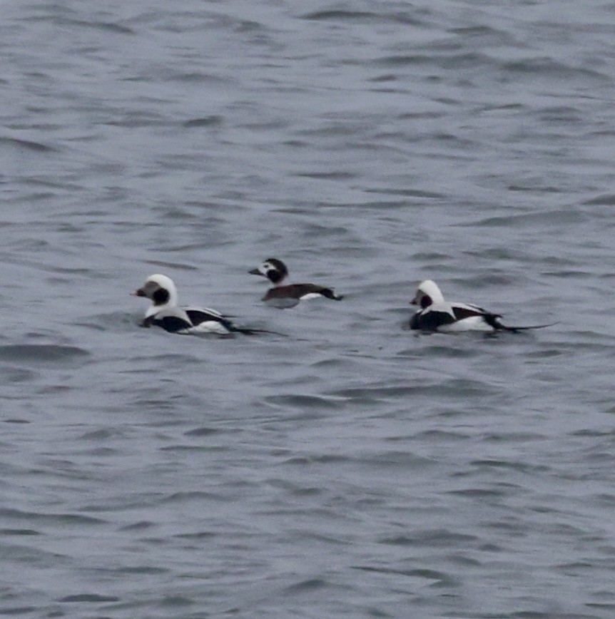Long-tailed Duck - ML616087309