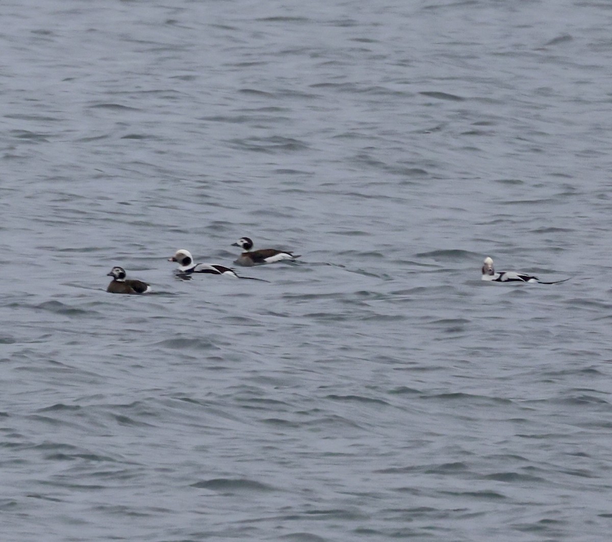 Long-tailed Duck - ML616087310
