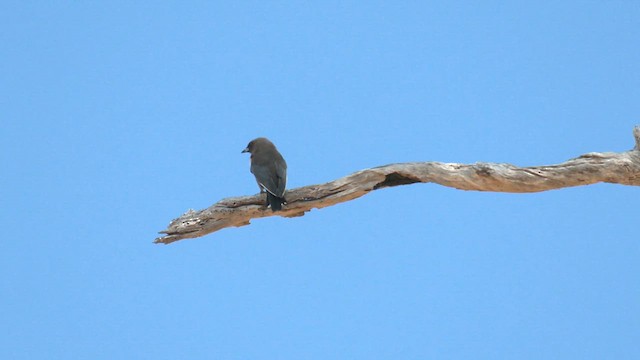 Dusky Woodswallow - ML616087331