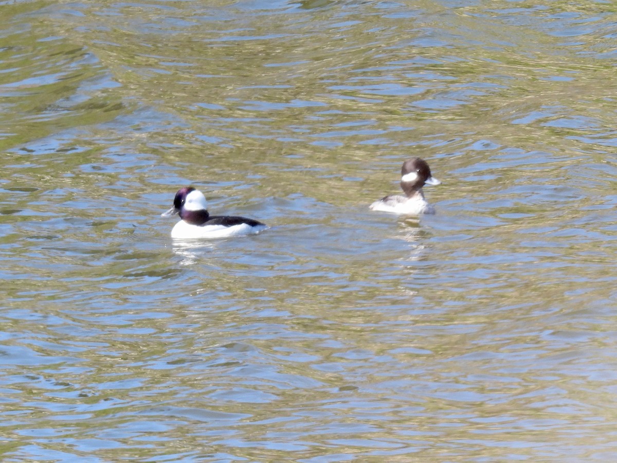 Bufflehead - ML616087383