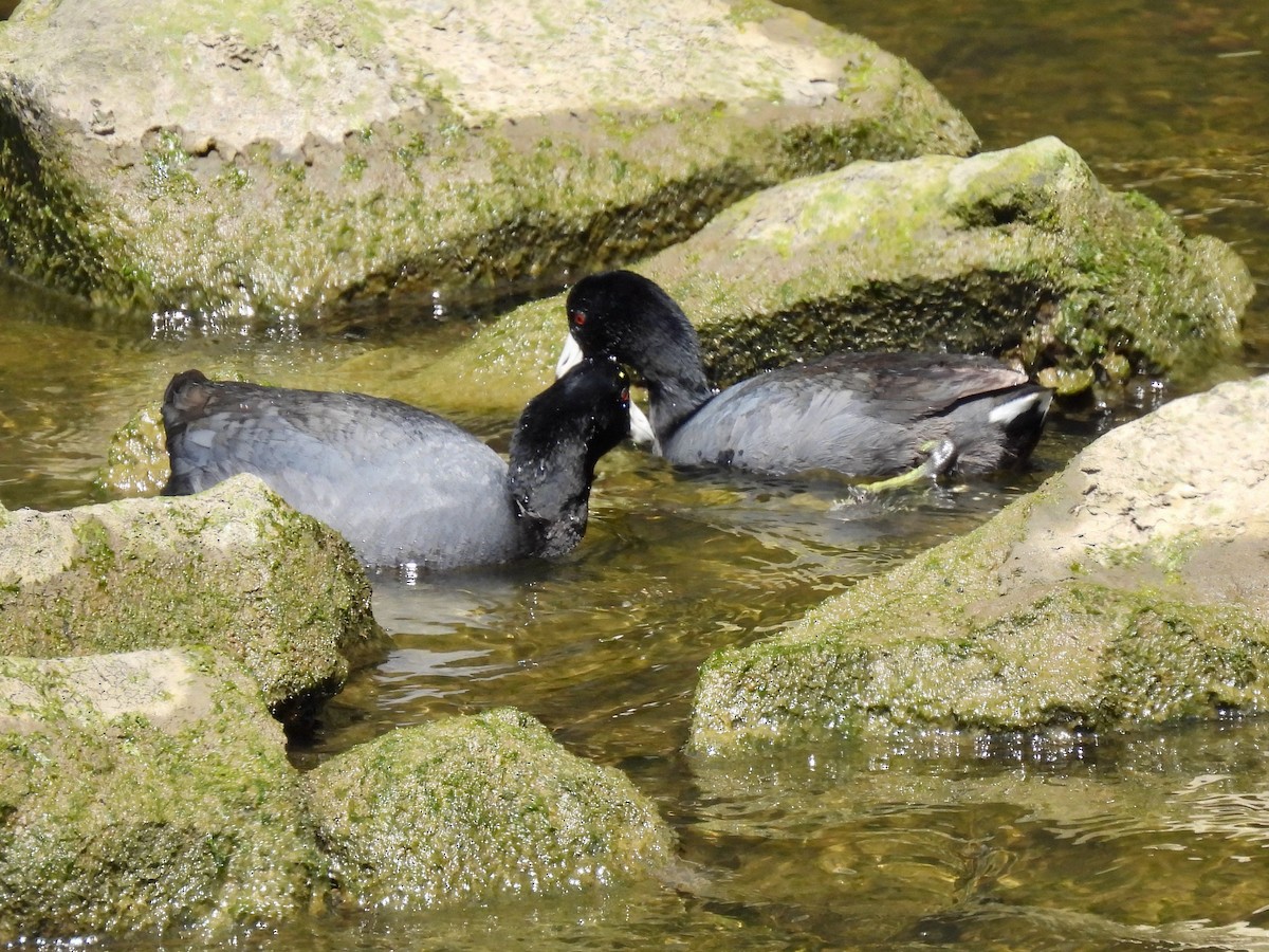 American Coot - ML616087385