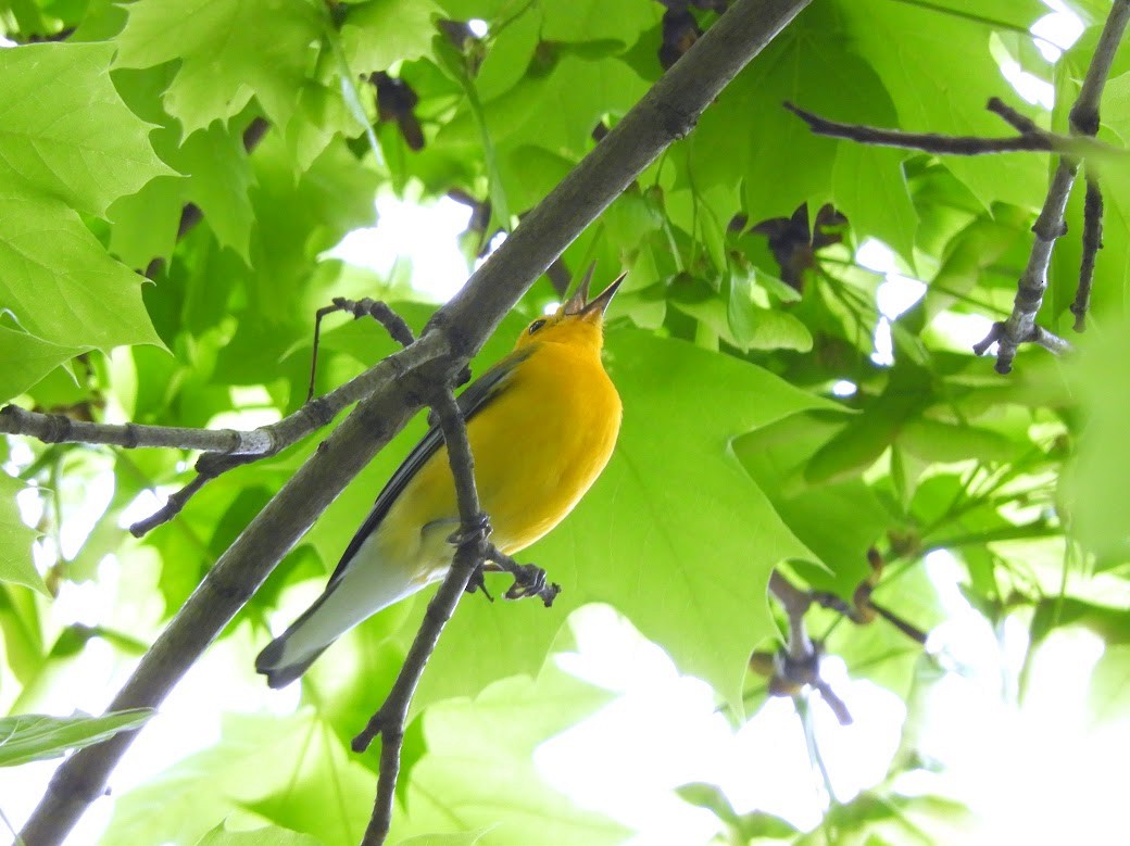 Prothonotary Warbler - ML616087396