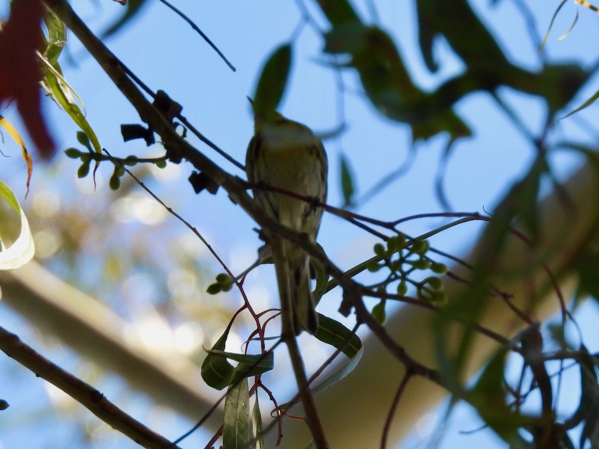 Townsend's Warbler - ML616087399