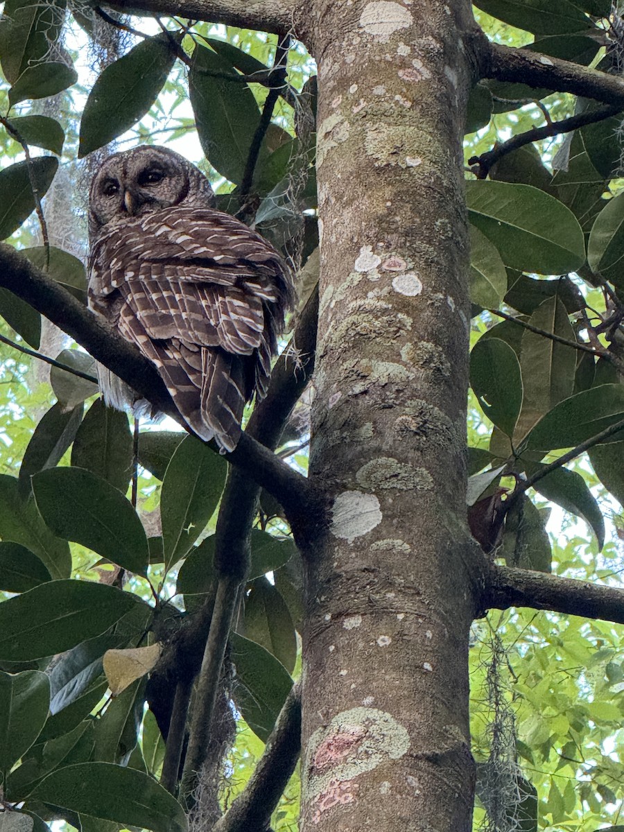 Barred Owl - ML616087420
