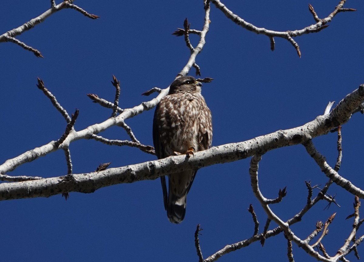 Merlin - Danette Henderson