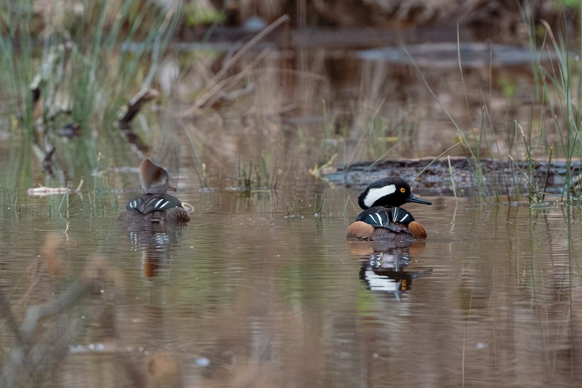 Hooded Merganser - ML616087433