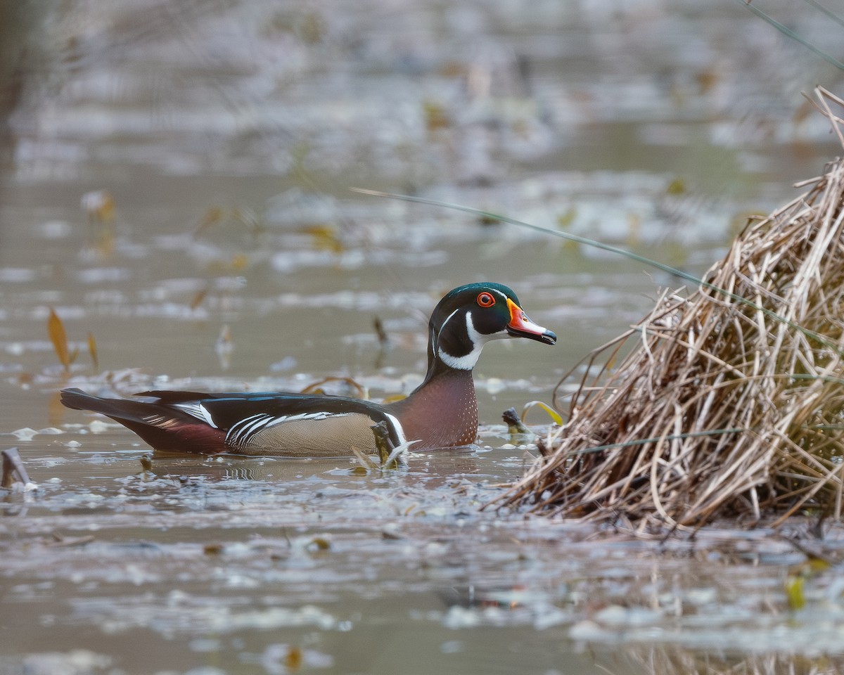 Wood Duck - ML616087438