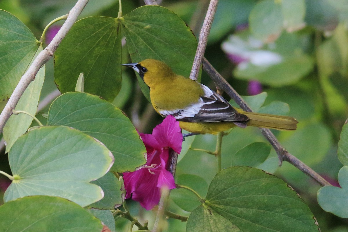 Jamaican Oriole - ML616087516