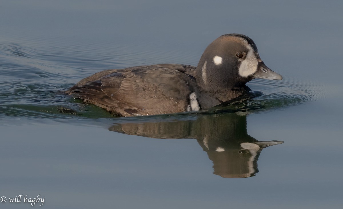 Harlequin Duck - ML616087550