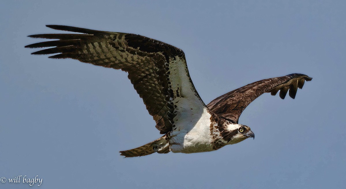 Águila Pescadora - ML616087598