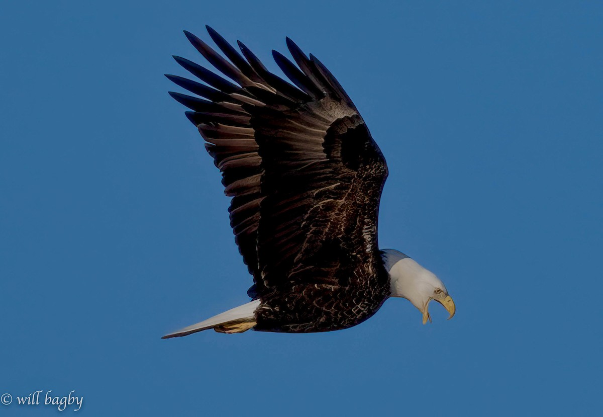 Bald Eagle - ML616087610