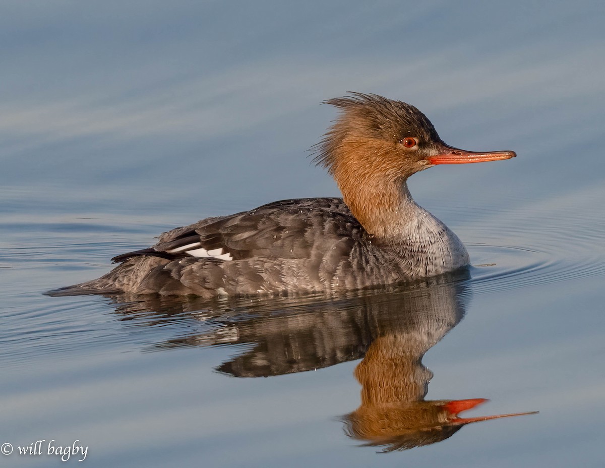 Red-breasted Merganser - ML616087627